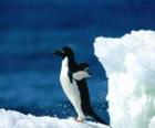 Penguen Antarktika de kar üzerinde